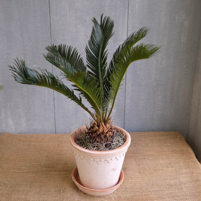Cycad