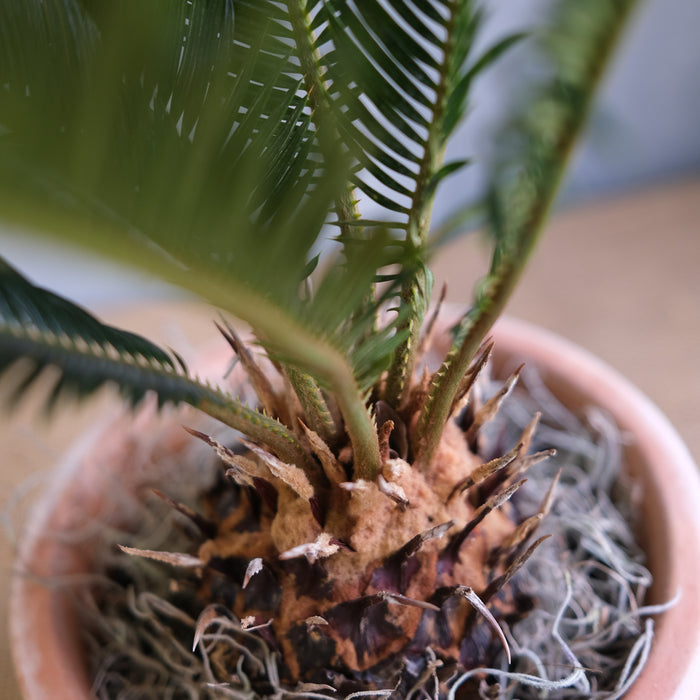 Cycad